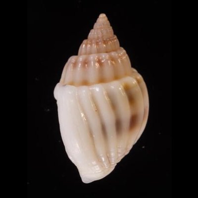 ヒメオリイレムシロ Nassarius nodiferfig.3