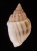 ヒメオリイレムシロ Nassarius nodiferfig.3