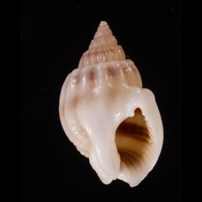 ヒメオリイレムシロ Nassarius nodiferfig.1