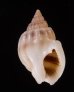 ヒメオリイレムシロ Nassarius nodiferfig.1