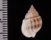 ヒメオリイレムシロ Nassarius nodiferfig.2