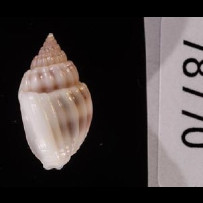ヒメオリイレムシロ Nassarius nodiferfig.3