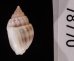 ヒメオリイレムシロ Nassarius nodiferfig.3