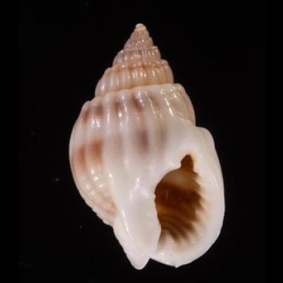 ヒメオリイレムシロ Nassarius nodiferfig.1
