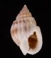 ヒメオリイレムシロ Nassarius nodiferfig.1