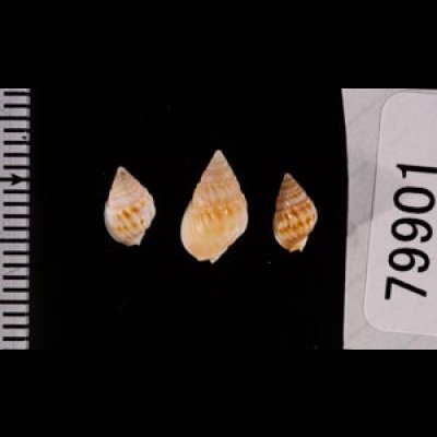 ヒメオリイレムシロ Nassarius nodiferfig.2