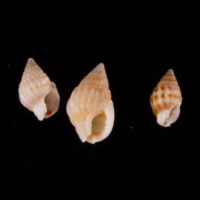 ヒメオリイレムシロ Nassarius nodiferfig.1