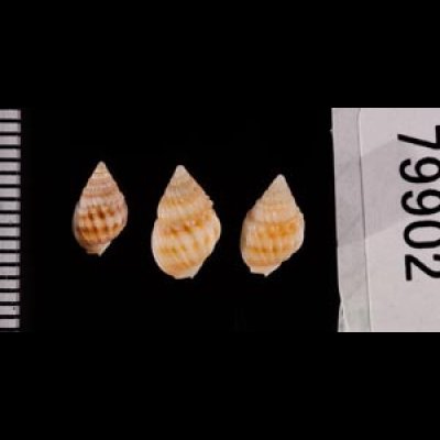 ヒメオリイレムシロ Nassarius nodiferfig.2
