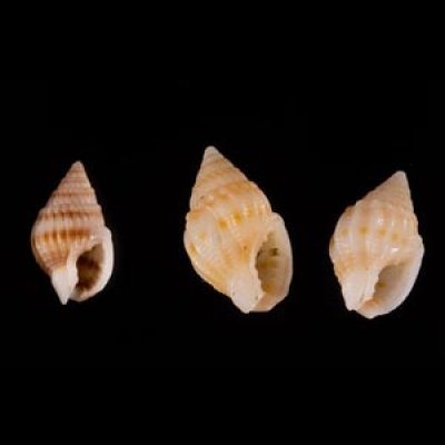 ヒメオリイレムシロ Nassarius nodiferfig.1
