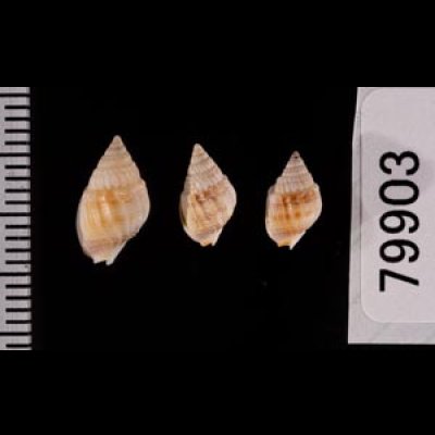 ヒメオリイレムシロ Nassarius nodiferfig.2