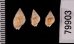 ヒメオリイレムシロ Nassarius nodiferfig.2