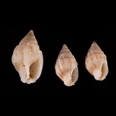 ヒメオリイレムシロ Nassarius nodiferfig.1