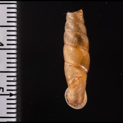 ホンペルーギセル Peruinia peruanafig.2