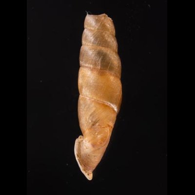 ホンペルーギセル Peruinia peruanafig.3