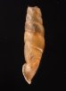 ホンペルーギセル Peruinia peruanafig.3