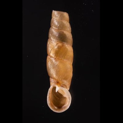 ホンペルーギセル Peruinia peruanafig.1