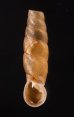 ホンペルーギセル Peruinia peruanafig.1