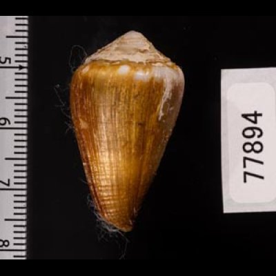 ニセイボシマイモ Conus sanguinolentusfig.2