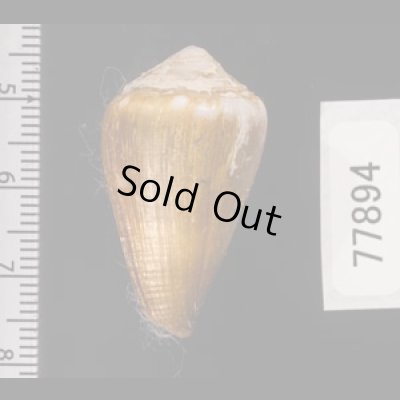 ニセイボシマイモ Conus sanguinolentusfig.2