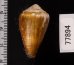 ニセイボシマイモ Conus sanguinolentusfig.2