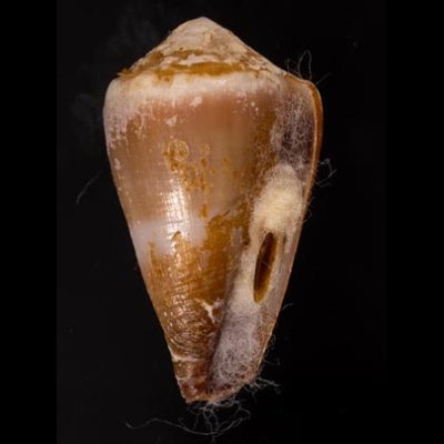 ニセイボシマイモ Conus sanguinolentusfig.1