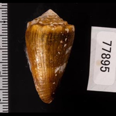 ニセイボシマイモ Conus sanguinolentusfig.2