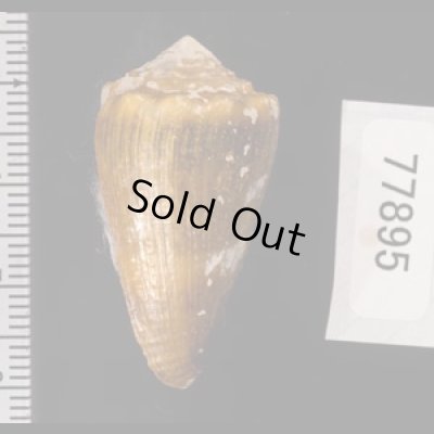 ニセイボシマイモ Conus sanguinolentusfig.2