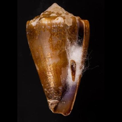 ニセイボシマイモ Conus sanguinolentusfig.1