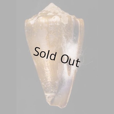 ニセイボシマイモ Conus sanguinolentusfig.1