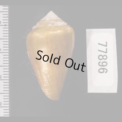 ニセイボシマイモ Conus sanguinolentusfig.2