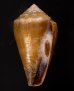 ニセイボシマイモ Conus sanguinolentusfig.1