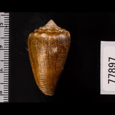 ニセイボシマイモ Conus sanguinolentusfig.2