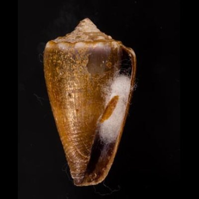 ニセイボシマイモ Conus sanguinolentusfig.1