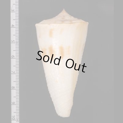 イトカケミナシ Conus tribbleifig.2