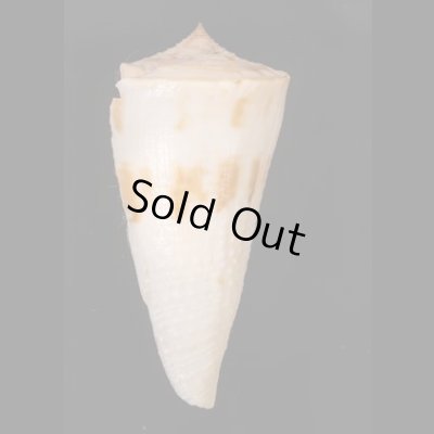 イトカケミナシ Conus tribbleifig.3