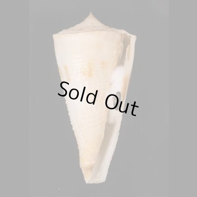 イトカケミナシ Conus tribbleifig.1