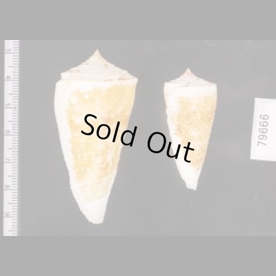 イトカケミナシ Conus tribbleifig.2