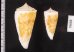 イトカケミナシ Conus tribbleifig.2