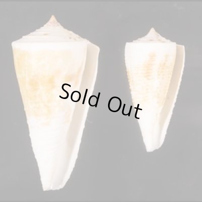 イトカケミナシ Conus tribbleifig.1