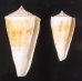 イトカケミナシ Conus tribbleifig.1