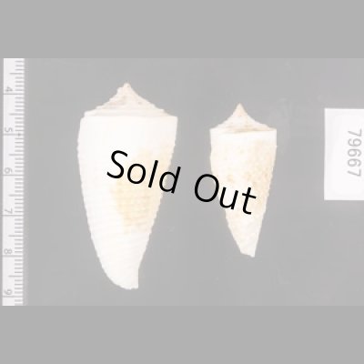 イトカケミナシ Conus tribbleifig.2