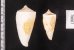 イトカケミナシ Conus tribbleifig.2