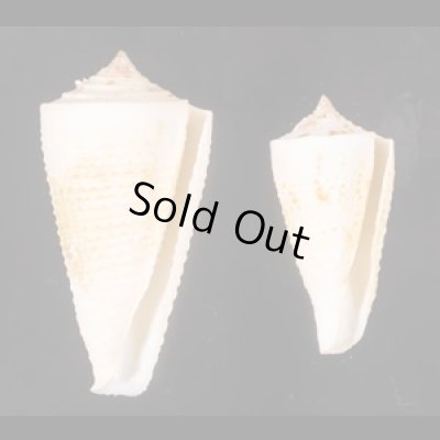 イトカケミナシ Conus tribbleifig.1