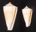 イトカケミナシ Conus tribbleifig.1