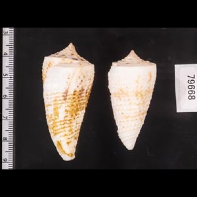 イトカケミナシ Conus tribbleifig.2