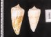 イトカケミナシ Conus tribbleifig.2