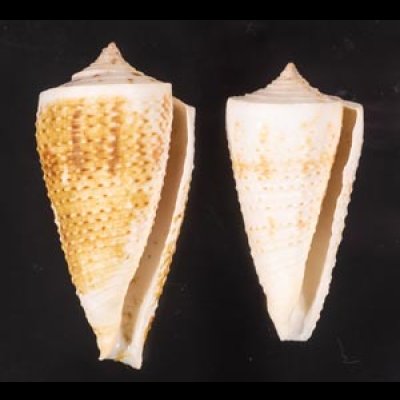 イトカケミナシ Conus tribbleifig.1