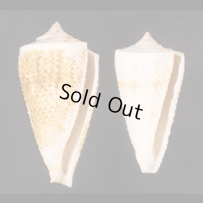 イトカケミナシ Conus tribbleifig.1