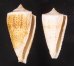 イトカケミナシ Conus tribbleifig.1