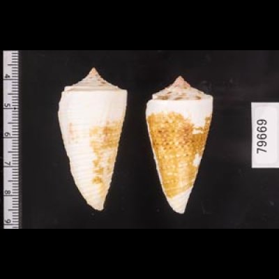 イトカケミナシ Conus tribbleifig.2